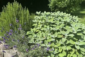Secrets de plantes médicinales