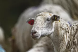 Randonnée accompagnée : A la découverte du fromage de brebis, des pâturages à la dégustation