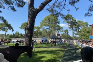 Visite privilège à l'hippodrome un jour de courses