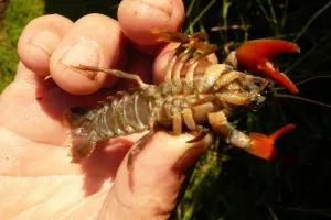 Pêche à l'écrevisse