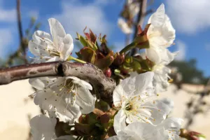 Balade : découverte des arbres de la Prévalaye, pour se nourrir et se soigner