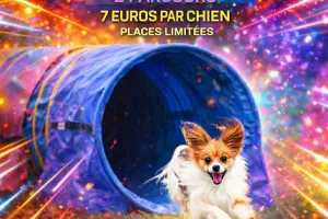 Concours canin - Tunnel run