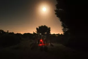 Balade naturaliste « A la découverte des conversations secrètes »