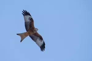 Sortie nature - Rapaces du Haut-Doubs