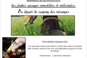 Balade à la découverte des plantes sauvages comestibles et médicinales