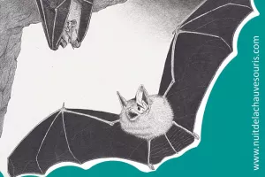 Nuit de la chauve-souris à Bréziers