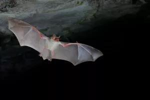 Sortie nature - A l'écoute des chauves-souris