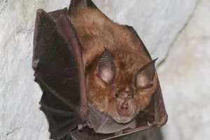 A la découverte des chauves-souris de St-léger-sur-Dheune