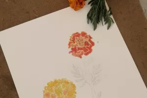 Atelier Initiation au dessin botanique - Musée de Cerdagne