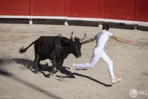 Course camarguaise : Trophée Francis Espejo
