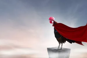Les oiseaux extraordinaires