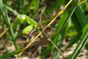 COMPLET | Spectacle conté « Insectes et petites bêtes au détour des chemins !"