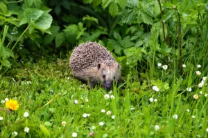 Atelier des p'tits curieux "Fabrique une cabane à hérisson"
