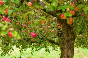 Secrets et savoir-faire de la Ferme du Léché à Saulgé