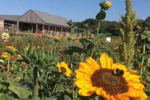 Cueillettes Chapeau de Paille - Plessis à Chanteloup