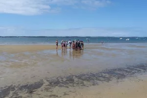 Visite guidée : La vie secrète du banc de sable de Pereire