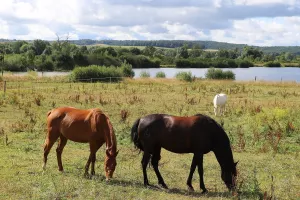 Naturellement visites : Visites du 9équin