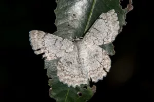 Soirée Insectes