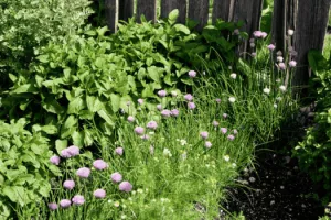Création d'un jardin aromatique