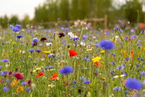 Les fleurs des chemins : Petits trésors au bord des sentiers