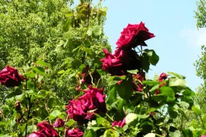 Visite guidée du jardin