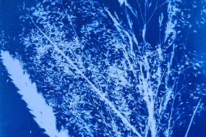 Atelier Cyanotype
