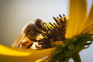 Rendez-vous du miel et des abeilles