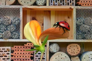 Conférence et atelier : Insectes auxiliaires & permaculture