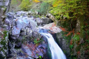 Sortie découverte : vallée de la Vézère, en amont du village de Treignac