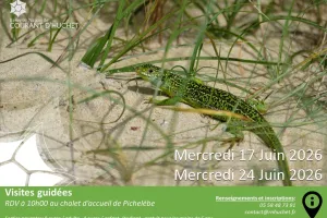 Partez à la découverte de la Réserve Naturelle du Courant d'Huchet