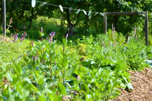 Visite libre du Jardin des Sens - Rendez-vous aux Jardins