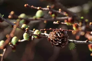 Randonnée accompagnée : pister la nature