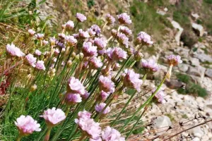 Balade plantes littorales comestibles