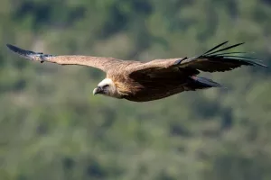 Ornithologie en Oisans