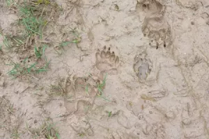 Traces et indices de la faune de l'Aubrac