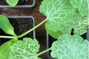 Atelier jardinage : Réaliser des boutures aromatiques