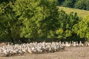Journées du patrimoine et foie gras : portes ouvertes à la Ferme des Roucel