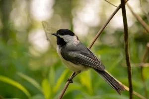 SORTIE CHANTS D'OISEAUX
