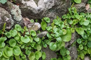 RANDONNEE "FLORE DES ALBERES"