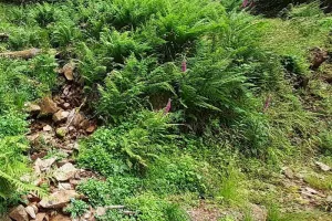 Balade : Vieilles forêts du Ballon d'Alsace