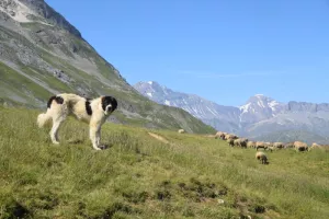 Rendez-vous nature au coeur des alpages