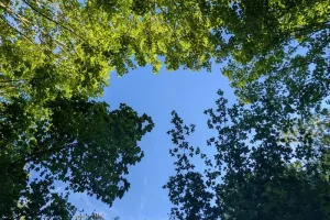 La forêt normande : une situation paradoxale entre menaces et opportunités