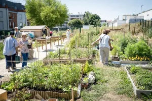 Atelier Éco-Citoyen : Potagers de Demain