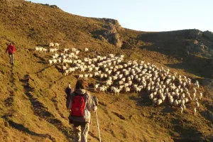Balade avec un berger à Iraty