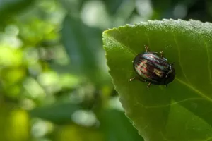 Sortie nature : Découverte du vallon du Clamondé