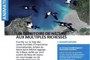 Promenade ornithologique sur les rives du Couesnon, roselières et marais