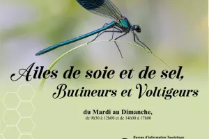 Exposition - Ailes de soie et de sel, butineurs et voltigeurs