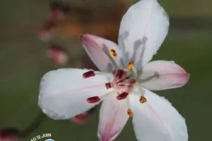 Au cœur du marais des Gonds : la flore sauvage des prairies humides