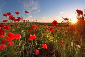 Exposition Les Couleurs de l'été
