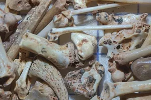Les fossiles des phosphatières à la loupe 
Atelier de tri des fossiles
